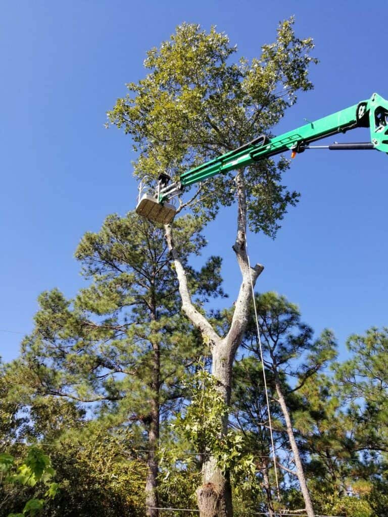 Daniel Barrs, owner of First Choice Tree Care