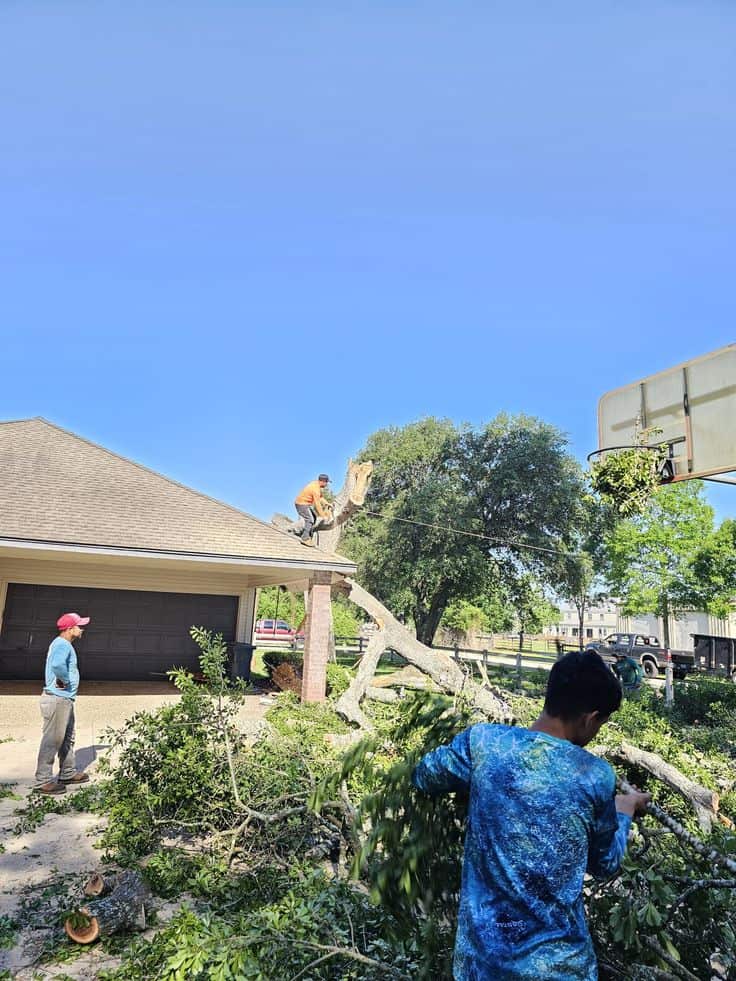 First Choice Tree Care crew