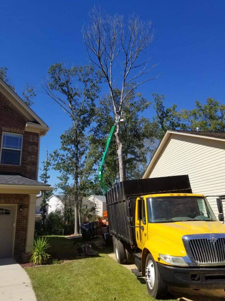 Completed tree removal project