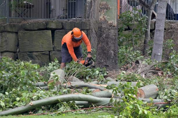 Commercial tree services