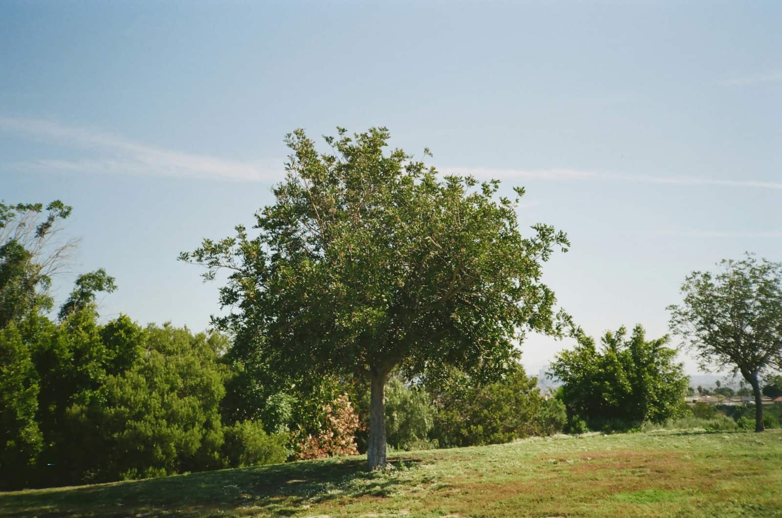 Residential tree services