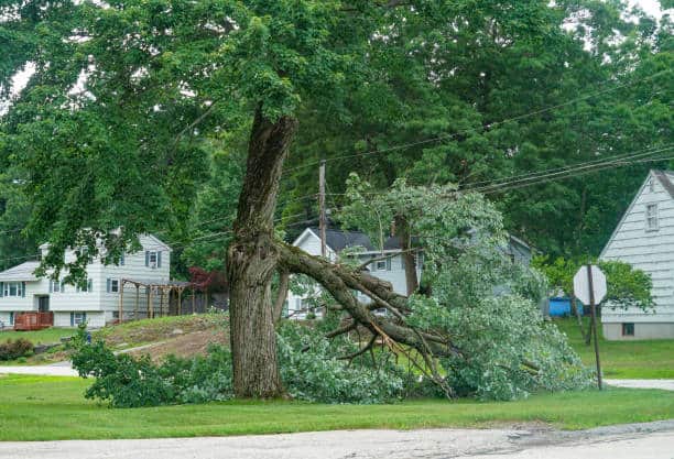 Storm damage cleanup service
