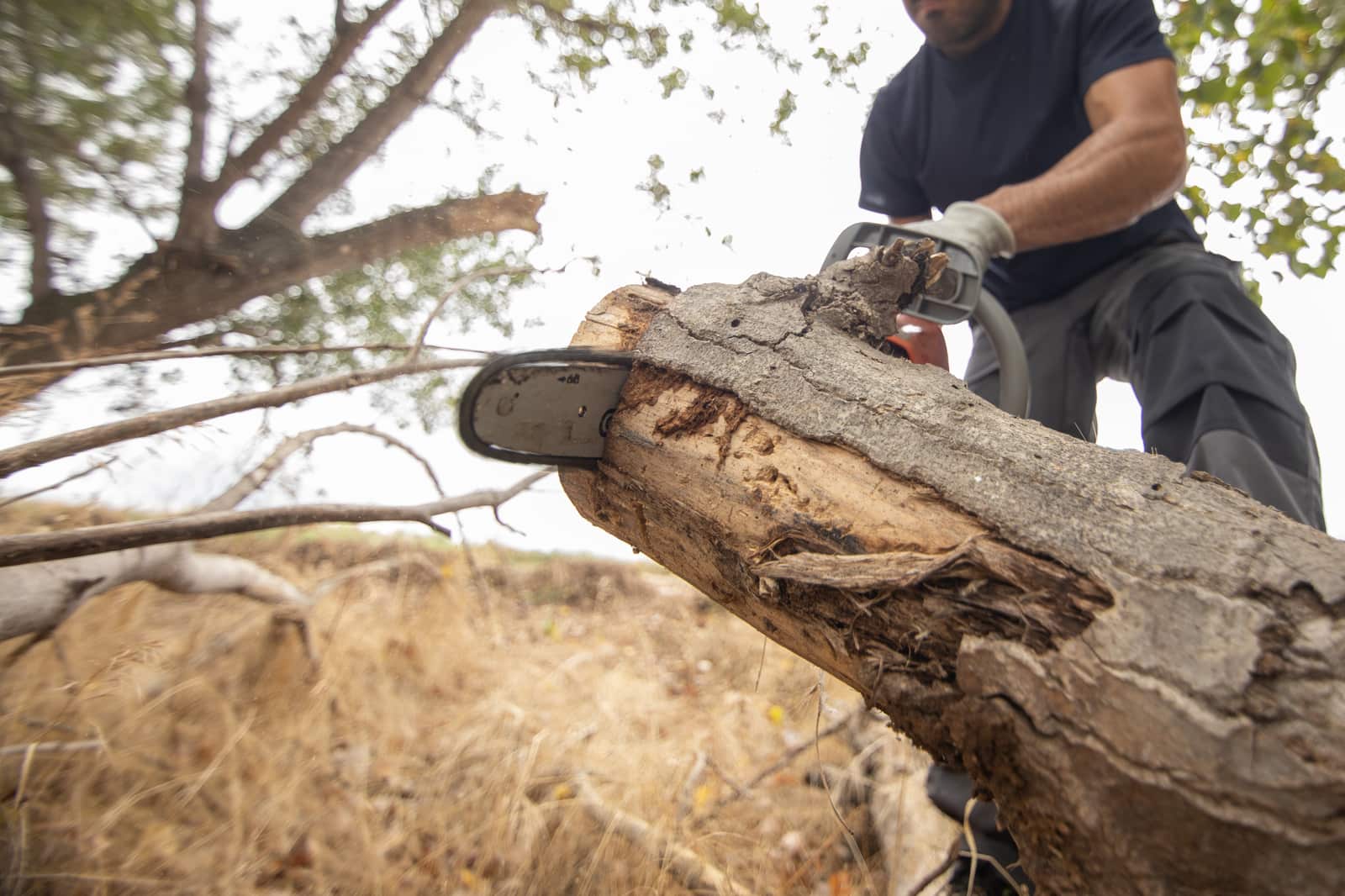 Tree cutting and removal service