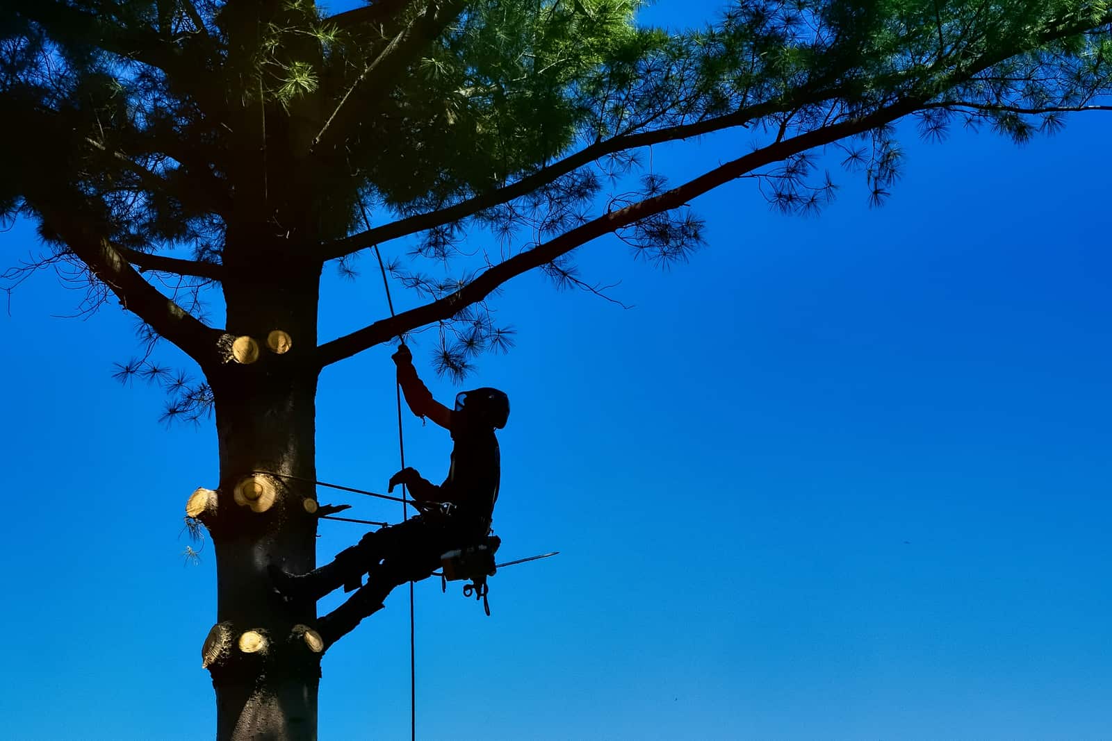 Tree trimming and pruning service