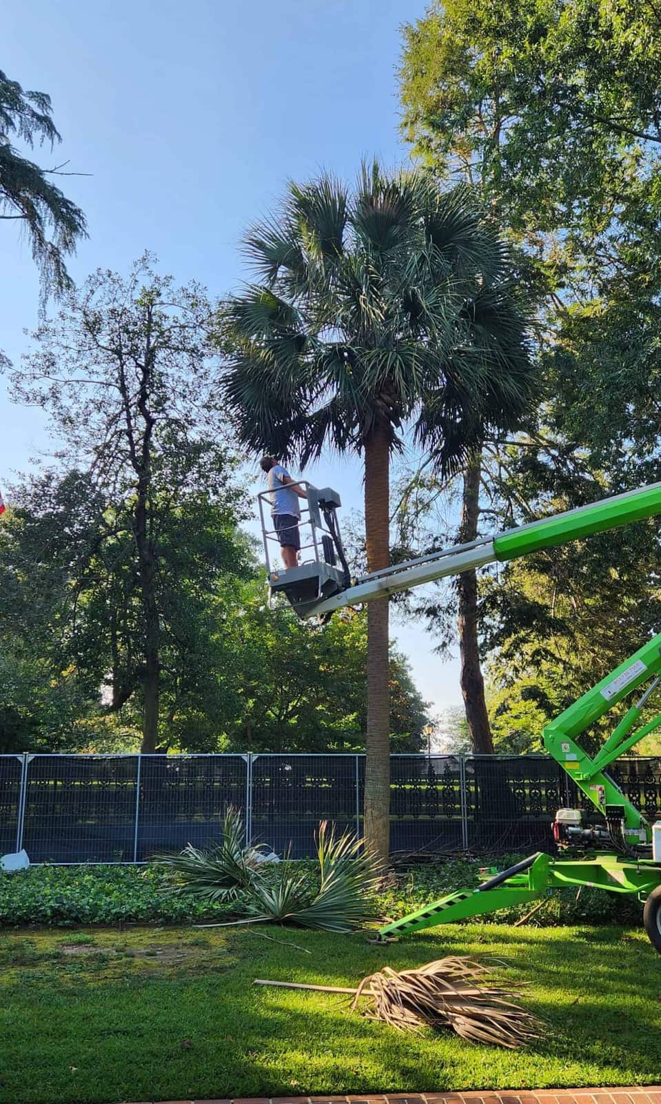 Tree trimming work